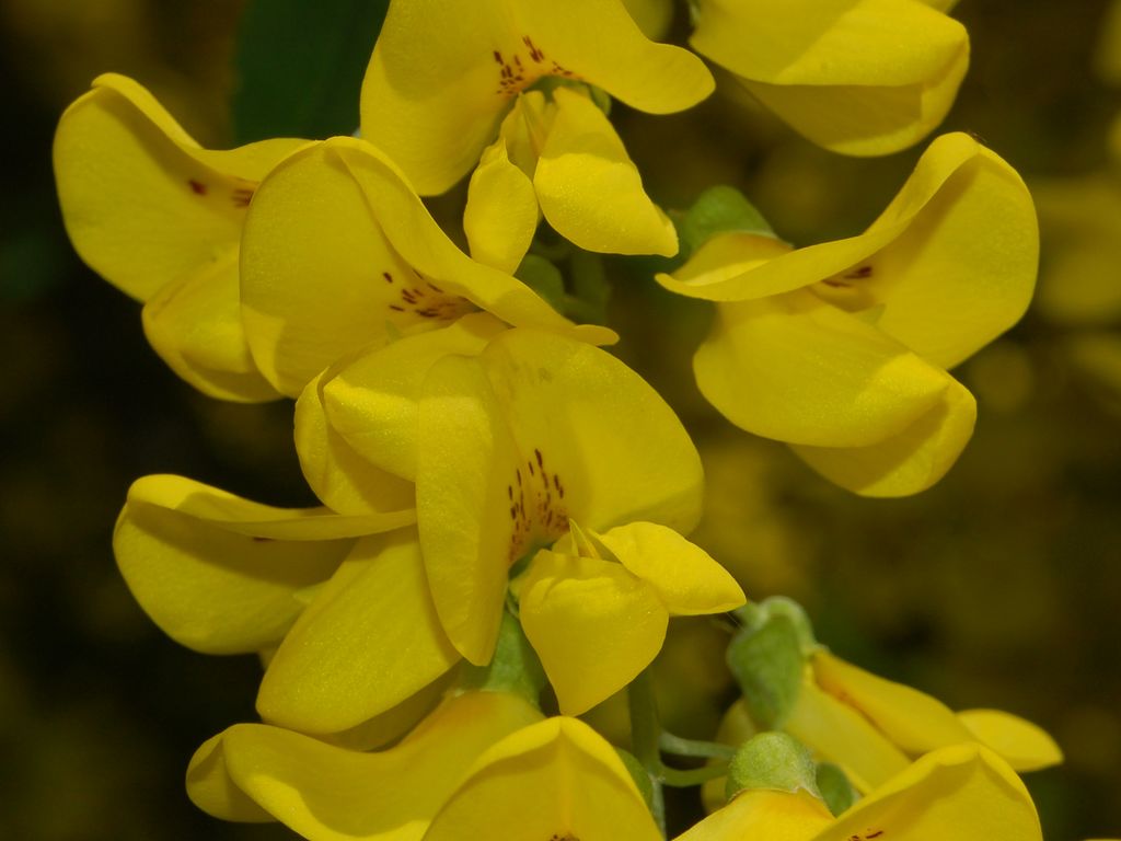 Laburnum alpinum/Maggiociondolo di montagna